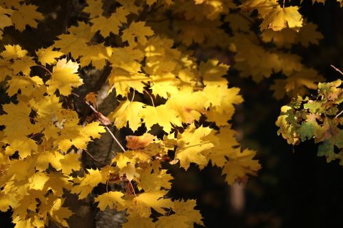 autumn leaves forest