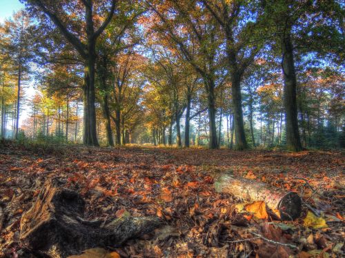 autumn forest leaves