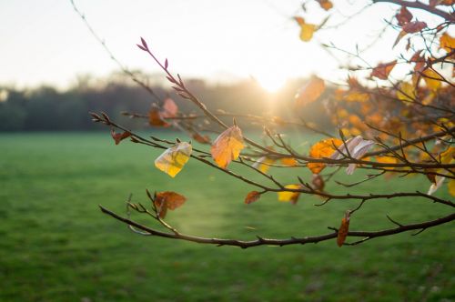 autumn sun branch