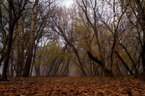 autumn forest trees