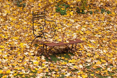 autumn leaves maple