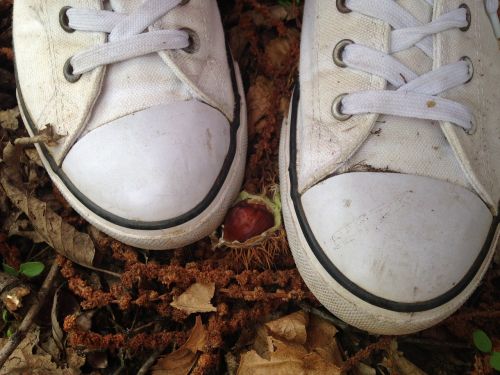 autumn chestnut path