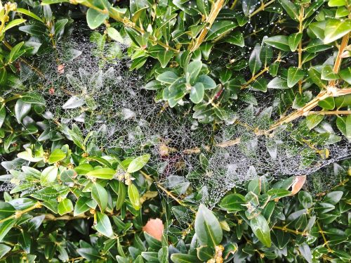 autumn spider webs cobweb
