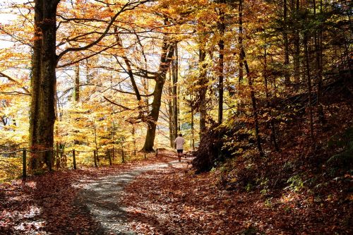 autumn away forest