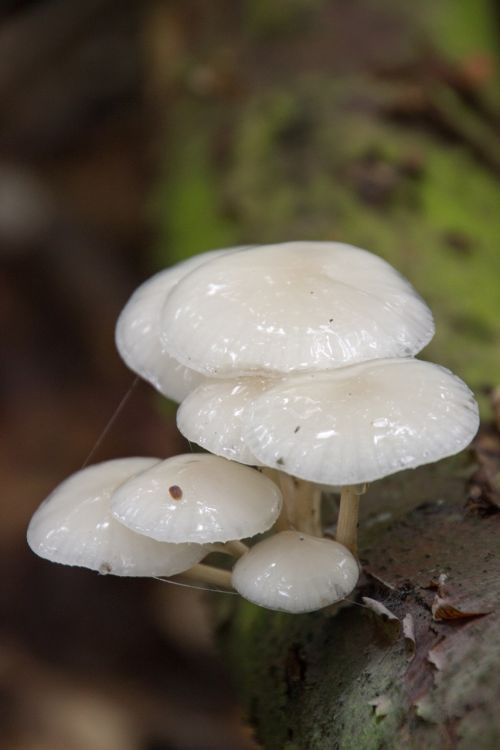 autumn nature mushroom