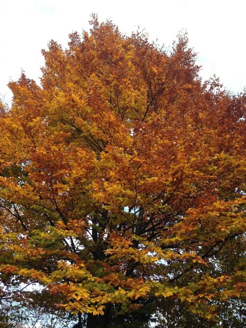 autumn tree nature