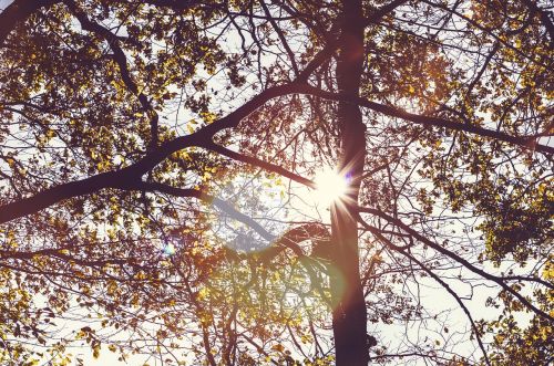 autumn leaves trees