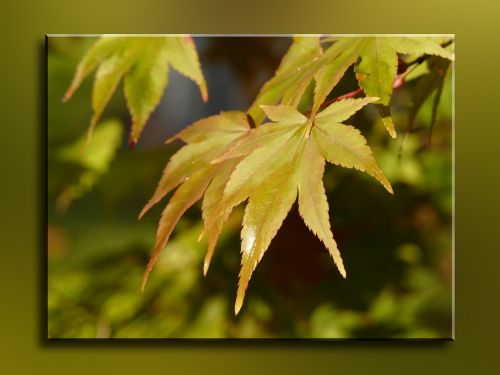 autumn leaf leaves