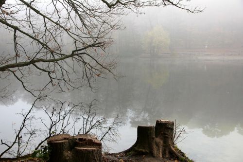 autumn tree lake