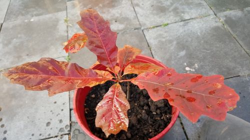 autumn oak little