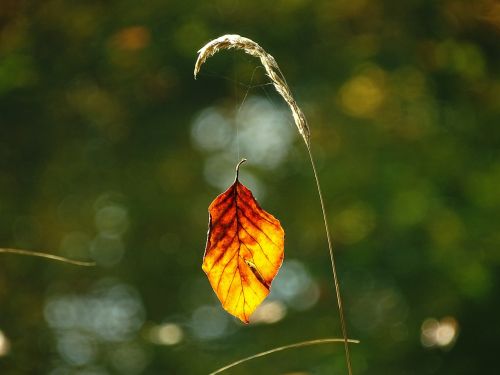 autumn leaf golden autumn