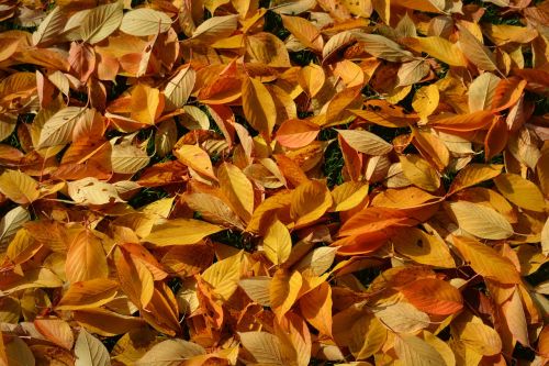 autumn leaves yellow