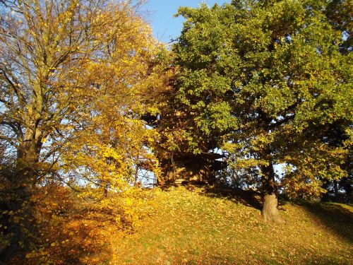 autumn trees leaves