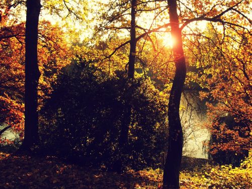 autumn sun nature