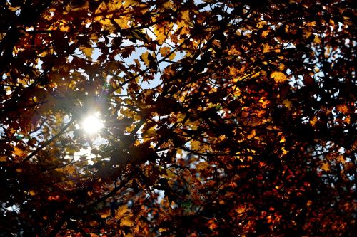 autumn sun fall leaves