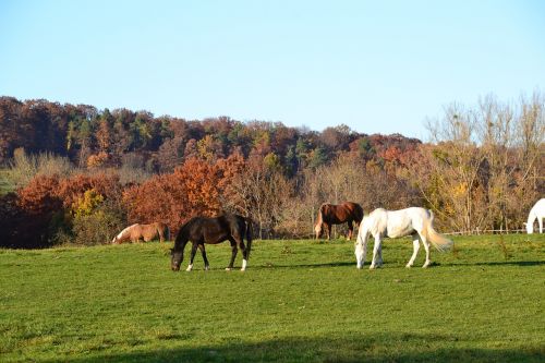 autumn fall horse