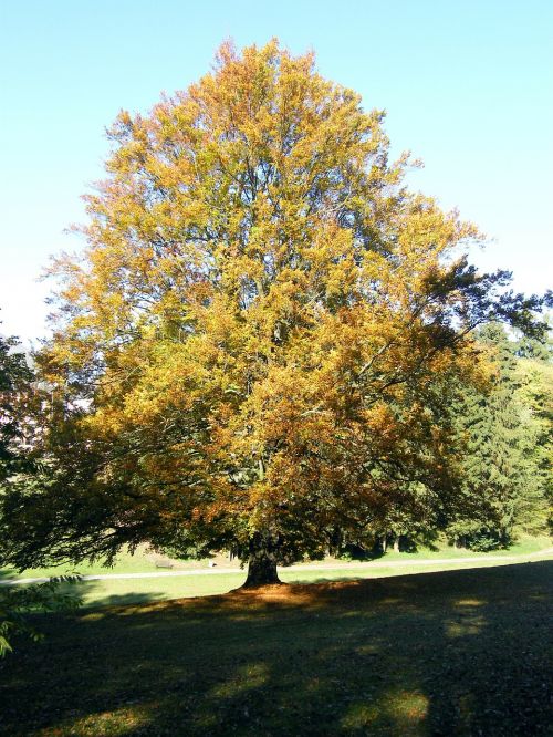 autumn emerge pond