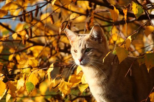 autumn cat leaves
