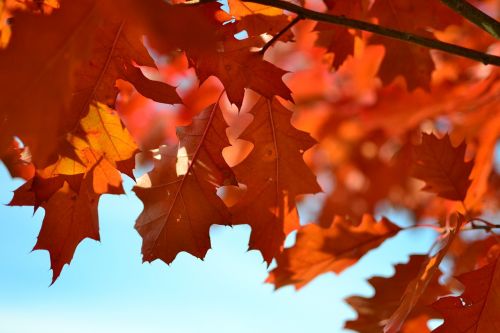 autumn foliage red leaves