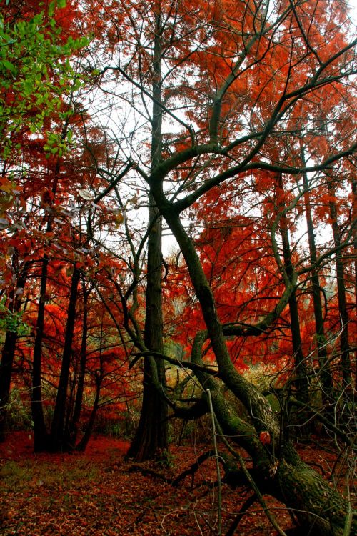 autumn forest red