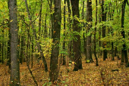 autumn forest yellow