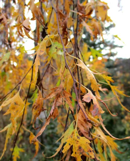 autumn leaves tree