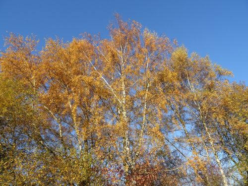 autumn birch tree