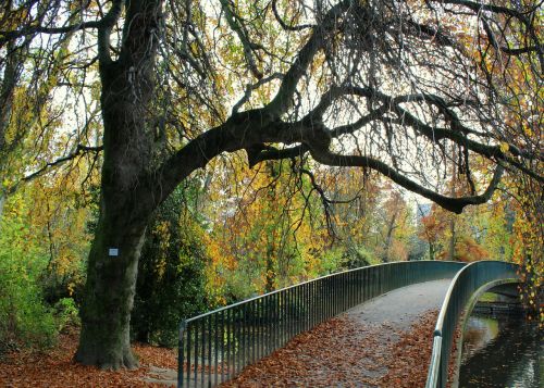 autumn leaves bridge