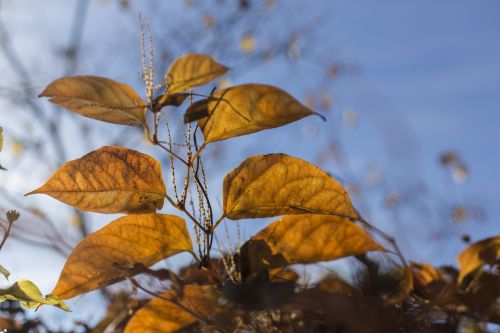 autumn late autumn leaves