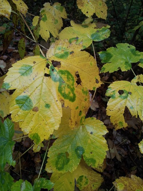 autumn leaves nature