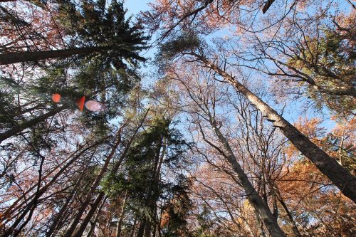 forest autumn trees