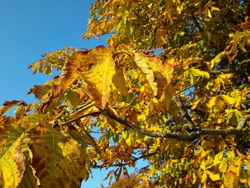 autumn leaves tree