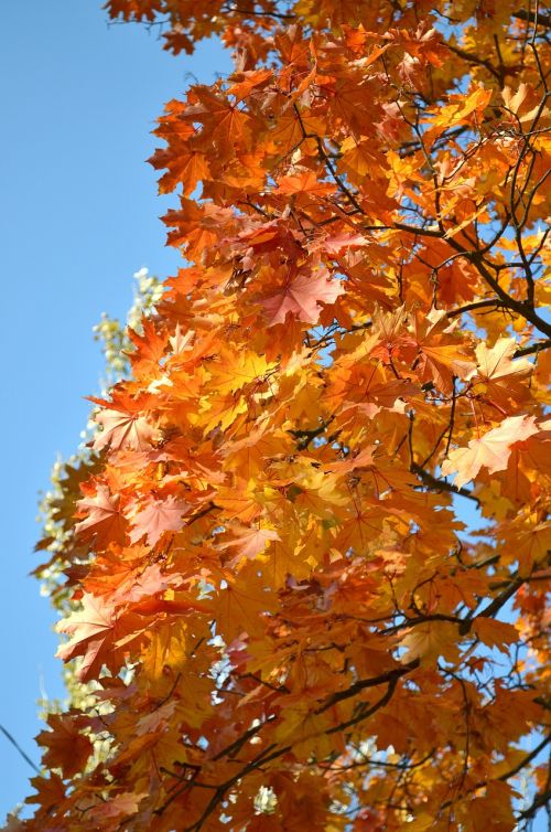 autumn maple golden autumn