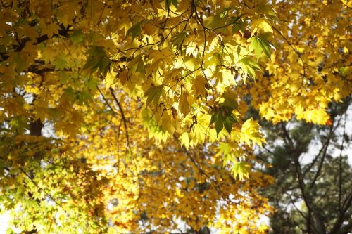 autumn wood autumn leaves