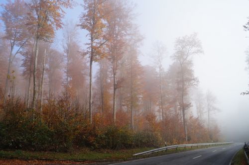autumn fog nature