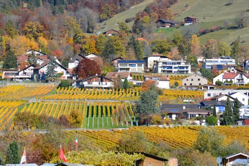 autumn village vines