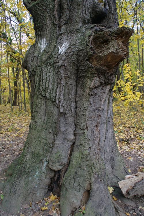 autumn log root