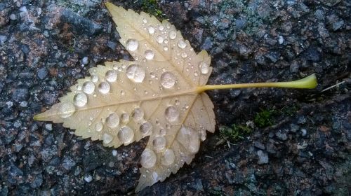 autumn leaf drip