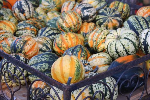 pumpkin autumn decorative squashes
