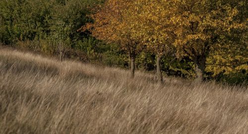 autumn camp trees