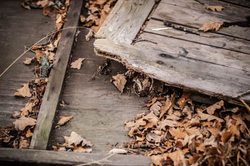 autumn door leaf