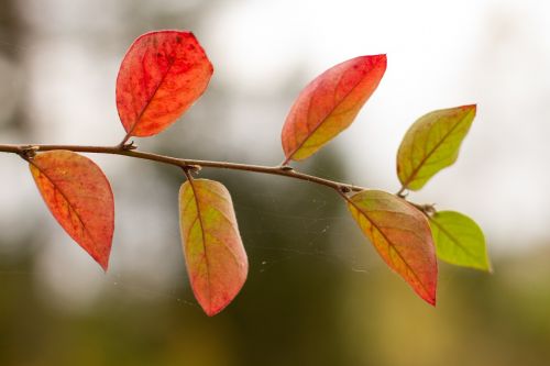 autumn foliage colorful foliage