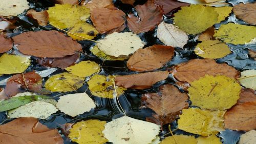 autumn leaf nature