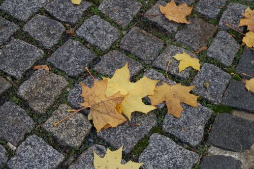 autumn leaves leaves in the autumn