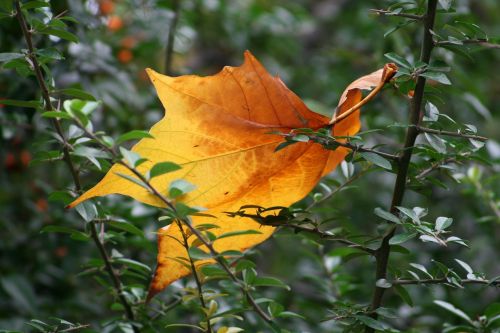 autumn foliage bush