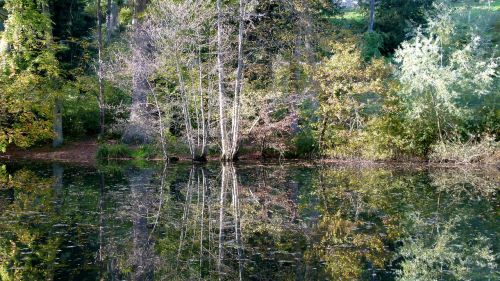 autumn forest waldsee