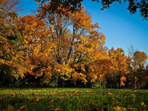 autumn leaves golden autumn