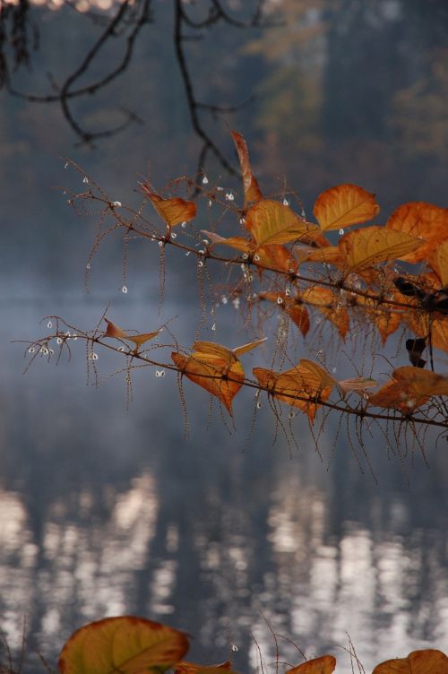 autumn leaves lake