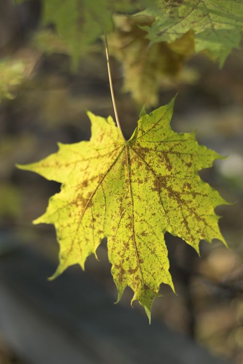 autumn leaf yellow leaves