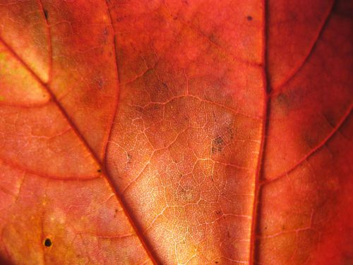 autumn leaves forest